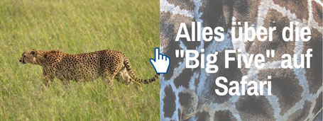 Der Travel Bloke Reiseblog Safari Reisen: Die Big 5
