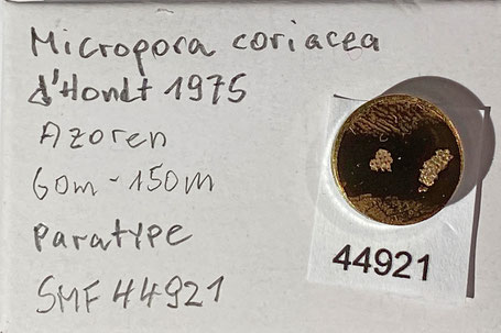 Senckenberg, Bryozoa, Bryozoen, Moostierchen, Sammlung Voigt