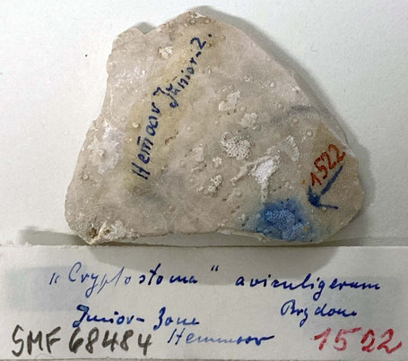 Senckenberg, Bryozoa, Bryozoen, Moostierchen, Sammlung Voigt