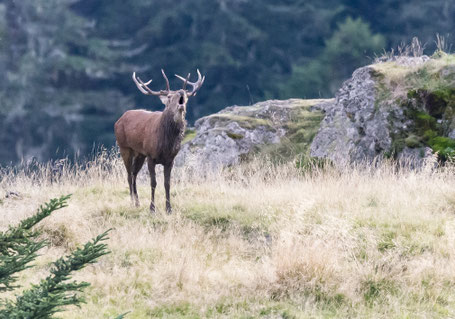 Brame du cerf avec Pyrénées Exploration