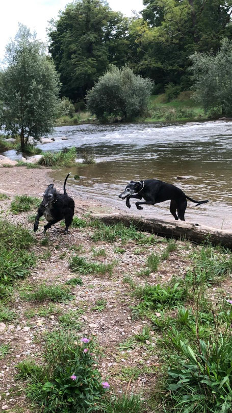 Zwei schwarze Galgos, laufen sich an Flussufer nach.