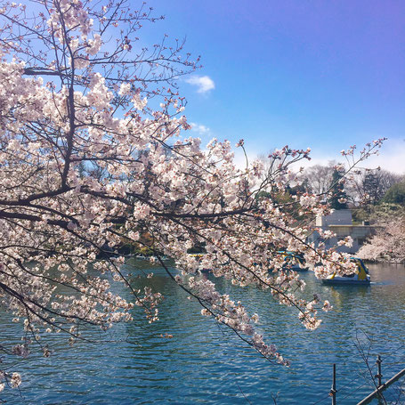 痛くない脱毛サロンDione吉祥寺店 井の頭公園の桜