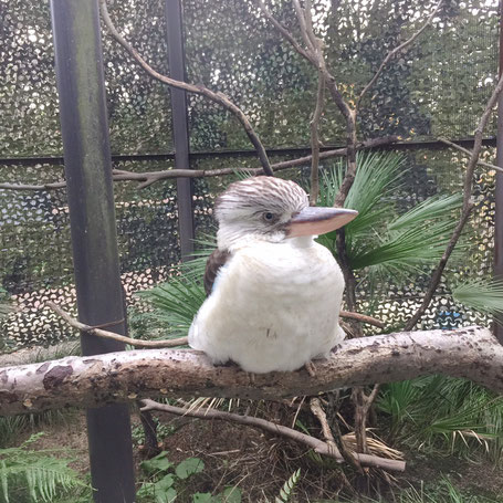 痛くない脱毛サロンDione吉祥寺店 金沢動物園のカワセミ