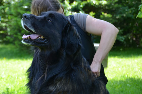 Chiropraktik Hund München Lähmung Hinterhand