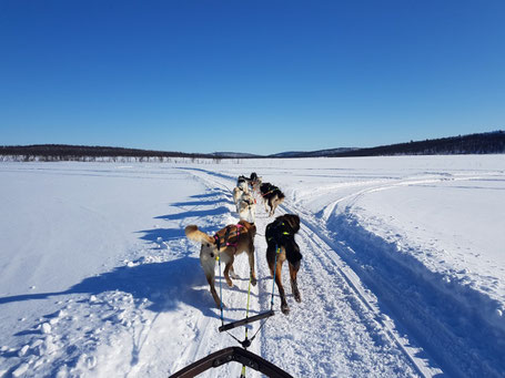 Blick vom Hundeschlitten auf die voranlaufenden Hunde auf einer tief verschneiten Piste in baumloser Landschaft mit blauem Himmel ©My own Travel