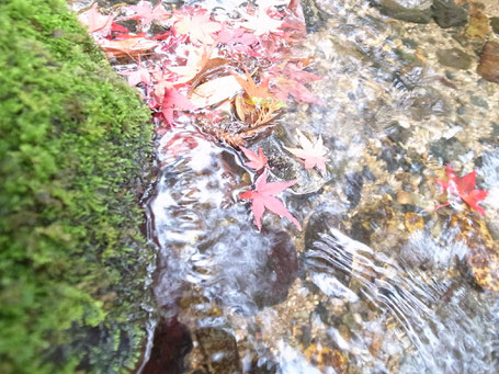 無鄰菴の庭に流れる琵琶湖の疎水から引いた水の画像