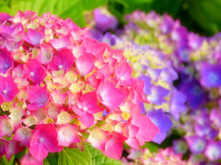 6月のお花 Gs Kanagawa22