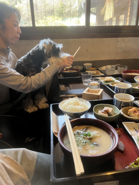 小豆島犬と食事