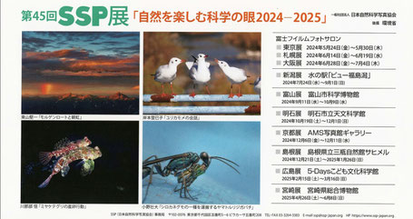 2024-2025 第45回SSP展DMハガキ