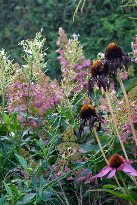 dieartigeGARTEN // Nebel im Herbstgarten - Purpur-Garten mit Echinacea + Rispenhortensie + 