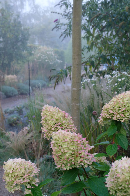 dieartigeGARTEN // Nebel im Herbstgarten - Rispenhortensie Limelight