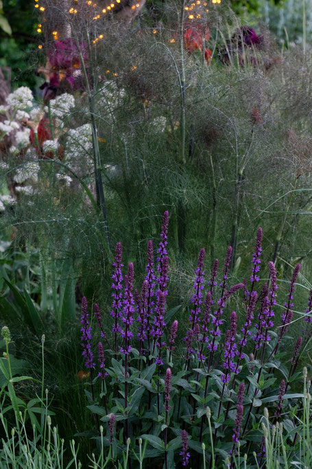 dieartigeGARTEN // Mystic Beet with Caradonna, Bronze-fenchel, Spornblume + iris