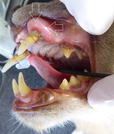 Katze hochgradige Parodontitis Zahnschmerzen