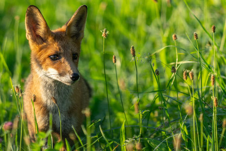 Jan Tscharnuter Wurzelwerk Naturgarten nachhaltig naturnah