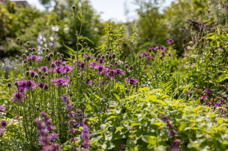 Naturgarten Bepflanzung nachhaltig naturnah einheimisch
