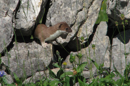 Jan Tscharnuter Wurzelwerk Naturgarten nachhaltig naturnah