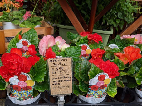 「球根ベゴニアフォーチュン」(275円)