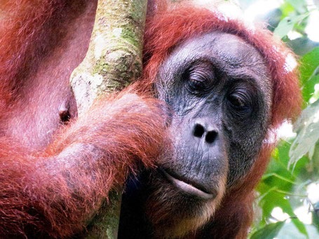 Orang-oetan in Bukit Lawang op Sumatra