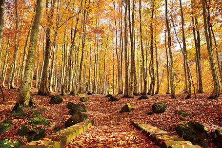 写真提供:魚沼市観光協会