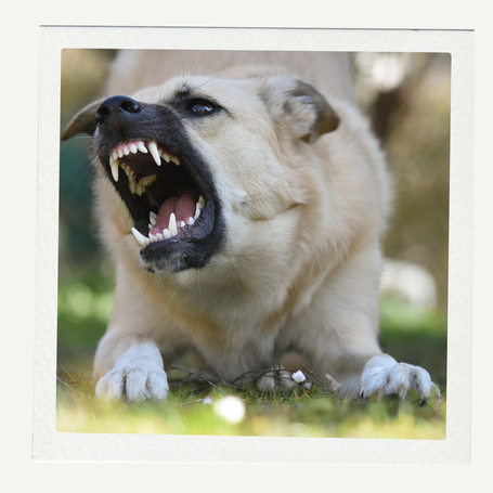 Agression Hund, Hundeaggression, Aggressionsverhalten Hund