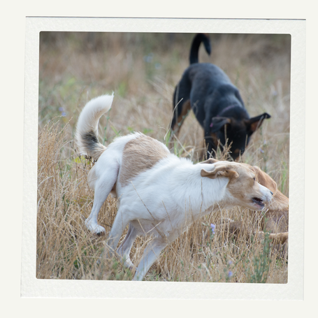 Hundespiel. Hundemobbing, Hundeverhalten