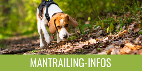 Beagle beim Mantrailing im Wald