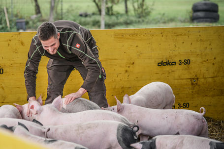 Bio-Landwirt und seine Schweine