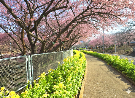横須賀市　マークスター　訪問看護