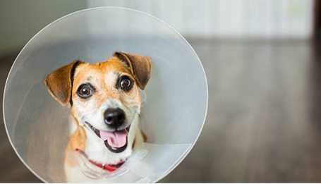 Hund mit OP Kragen