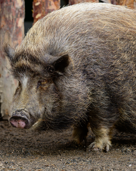Tierpatenschaft für Frieda