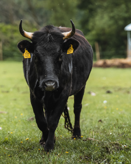 Tierpatenschaft für Yoko