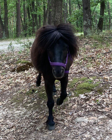 Tierpatenschaft für Wendy