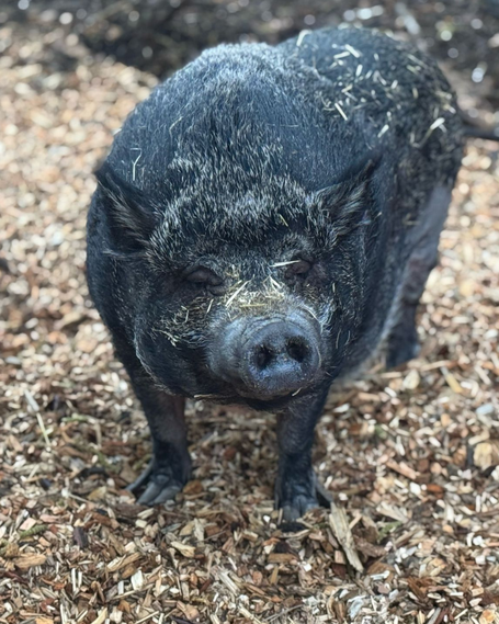 Tierpatenschaft für Cindy