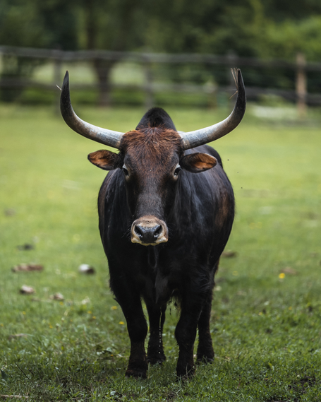Tierpatenschaft für Abdul