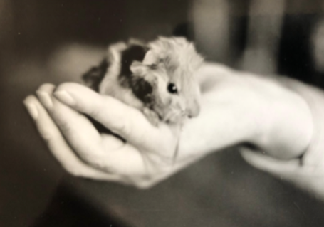 Meerschweinchen Baby auf Menschenhand - Tierkommunikation mit Geld zurück Garantie