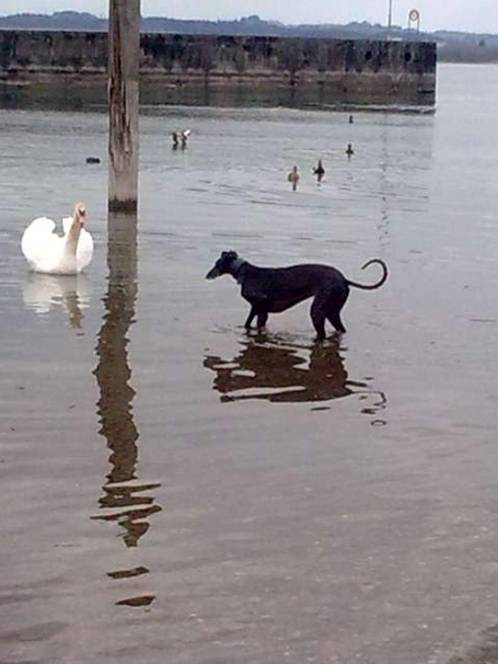 Die Galga Noche geht in Bregenz, im Bodensee auf einen Schwan zu.