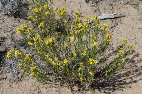  Snakeweed, Gutierrezia