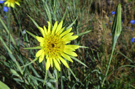 Yellow Salsify, Tragopogon dubius, New Mexico