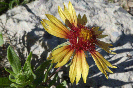 Common Blanketflower, Gaillardia aristata, New Mexico