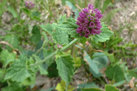 Giant Hyssop, Agastache pallidiflora, New Mexico