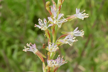 Small-Flowered Gaura, Oenothera curtiflora, New Mexico