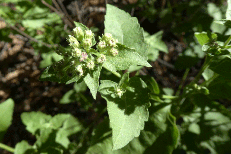 Fragrant Snakeroot, Ageratina herbacea, New Mexico