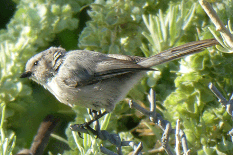 Bushtit, Psaltriparus minimus, New Mexico