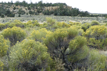 Chamisa, Rabbitbrush, Ericameria nauseosa, New Mexico