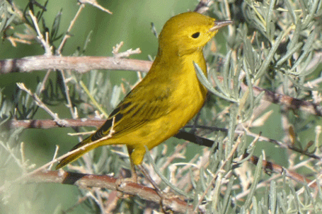 American Yellow Warbler, Setophaga petechia, New Mexico