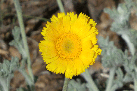 Desert Marigold, Baileya multiradiata, New Mexico