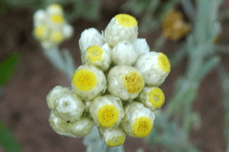 Cotton Batting Plant, Pseudognaphalium stramineum, New Mexico