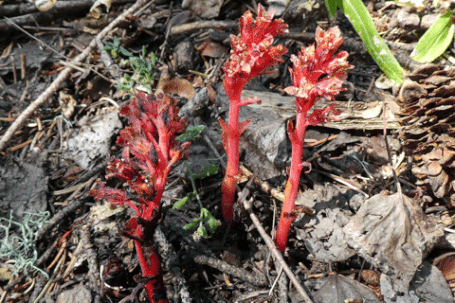 Pinesaps, Monotropa hypopitys, New Mexico