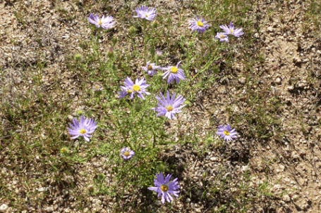 Purple Aster, Machaeranthera, New Mexico