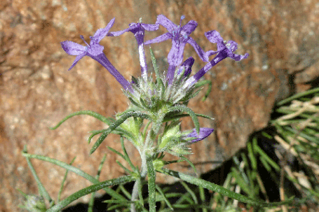 Many-Flowered Gilia, Ipomopsis multiflora, New Mexico